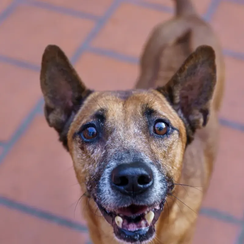 Ca Phe, a brown dog with large ears and a greying muzzle, looking up at the camera on a tiled floor
