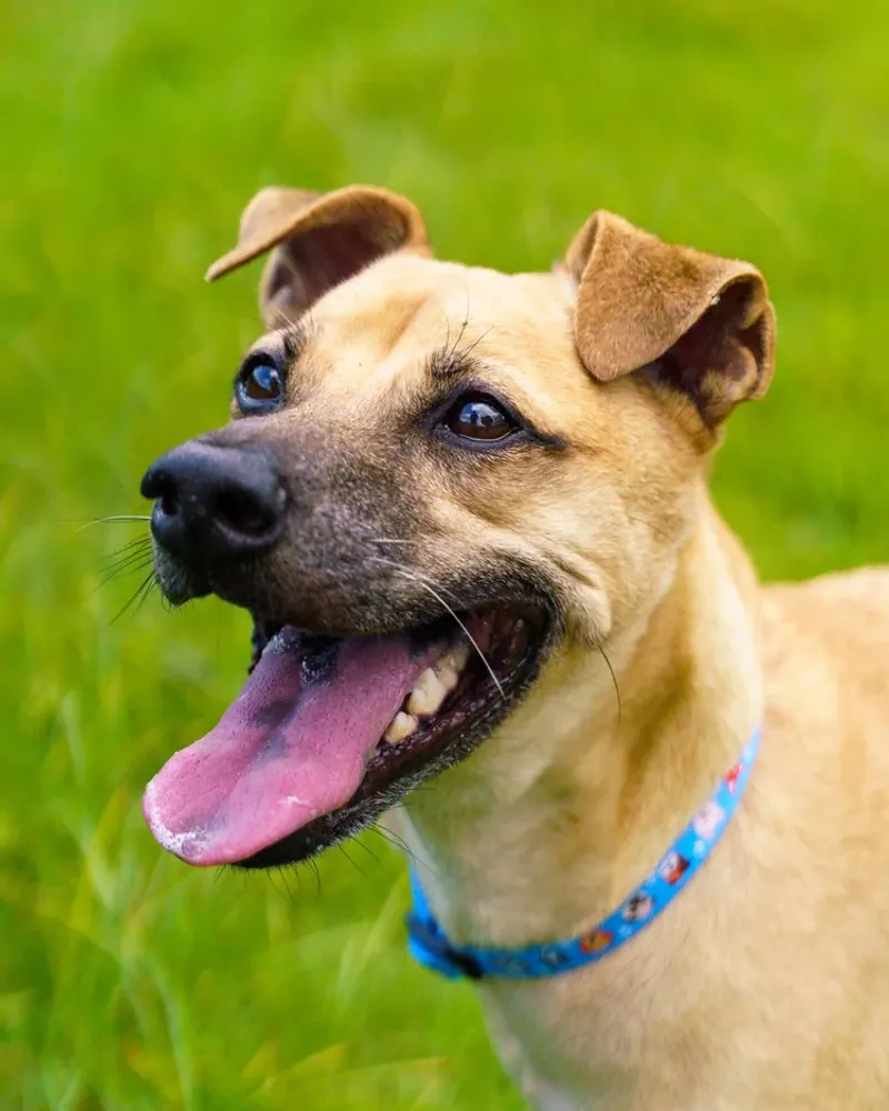Frank, a tan medium-sized dog, sitting on grass with his tongue out and a blue collar on