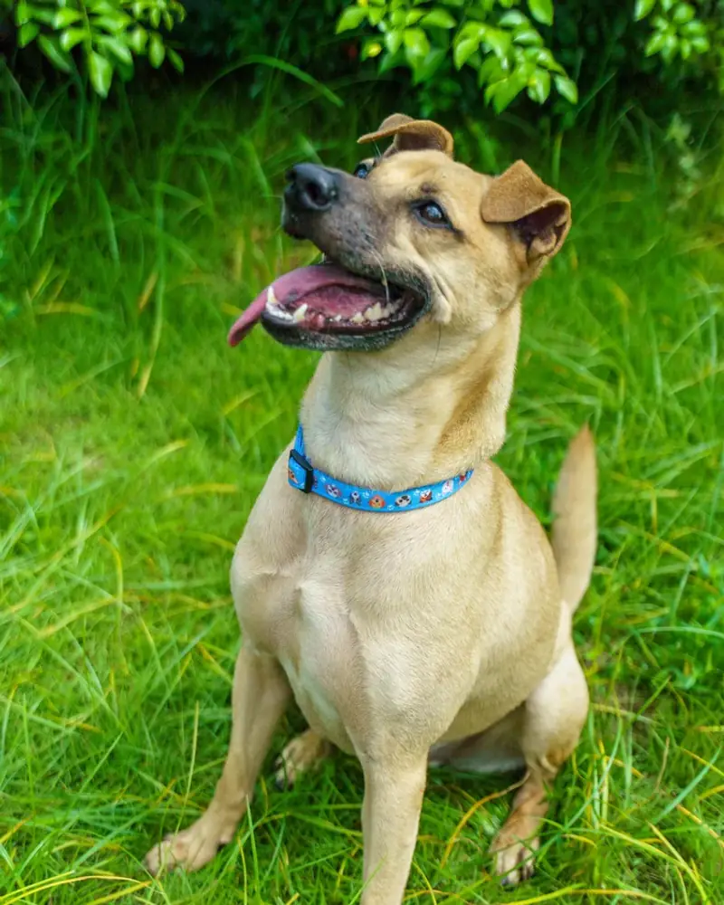 Frank sitting in long grass, looking up and to the side, mouth open in a grin