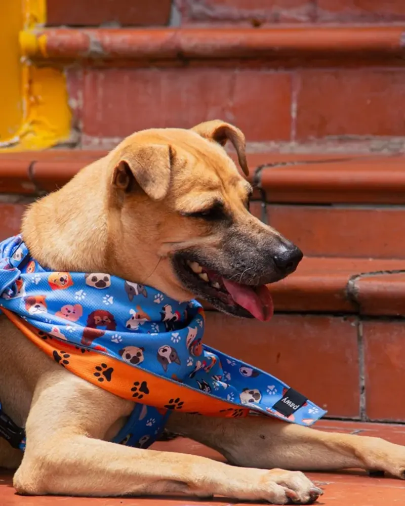 Frank lying on red-tiled steps in a blue paw-print bandana, tongue out