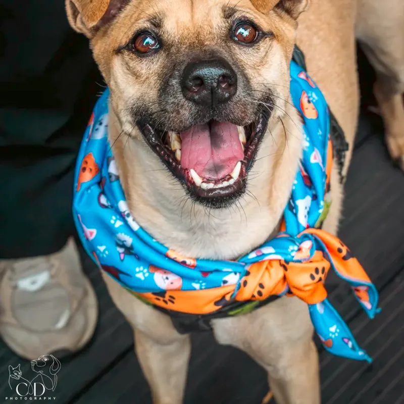 Frank close up in a blue and orange paw-print bandana, grinning at the camera