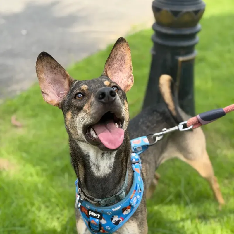 Hazel, a brindle dog with tall ears, sitting on grass in a blue harness and smiling