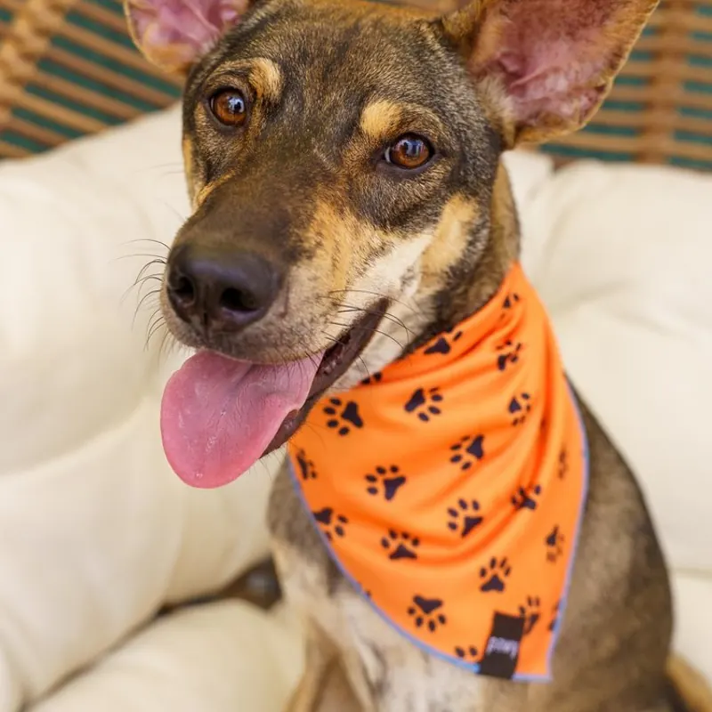 Hazel in an orange paw-print bandana, tongue out, sitting on a white cushion