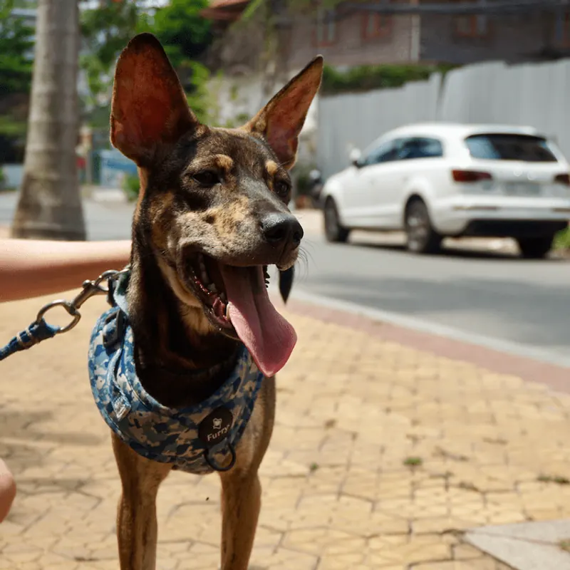 Hazel in a harness on a city pavement, tongue out, a white car behind