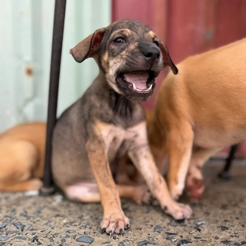 Hazel grinning on a speckled floor with another dog behind her