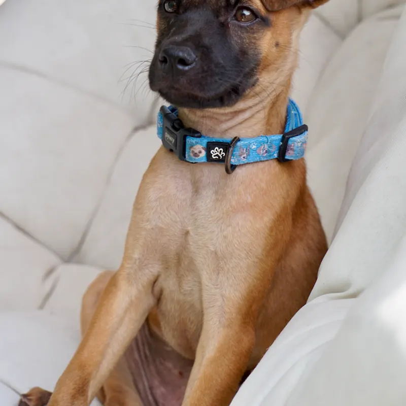 Rina, a brown puppy with a black face and a blue collar, sitting up in a white armchair