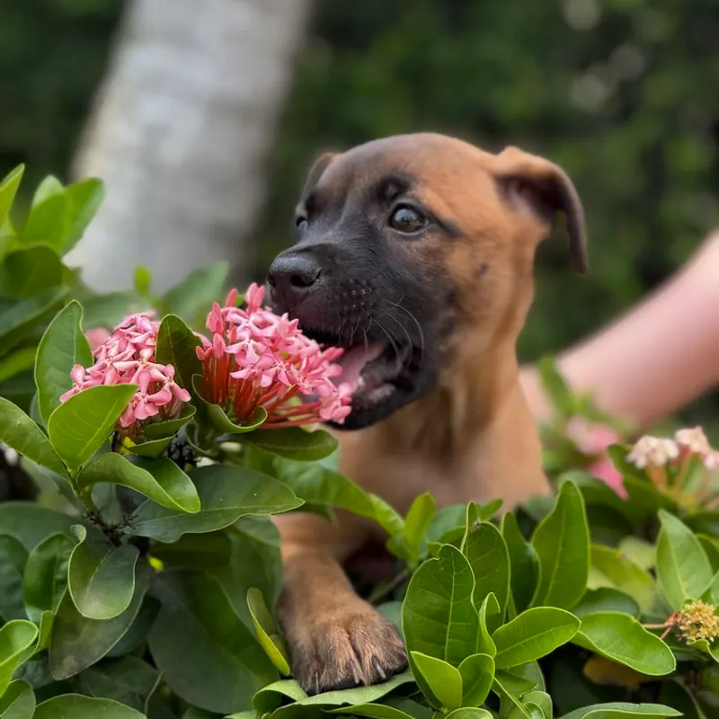 Rina, a brown puppy with a black face, nosing into a bush of pink flowers