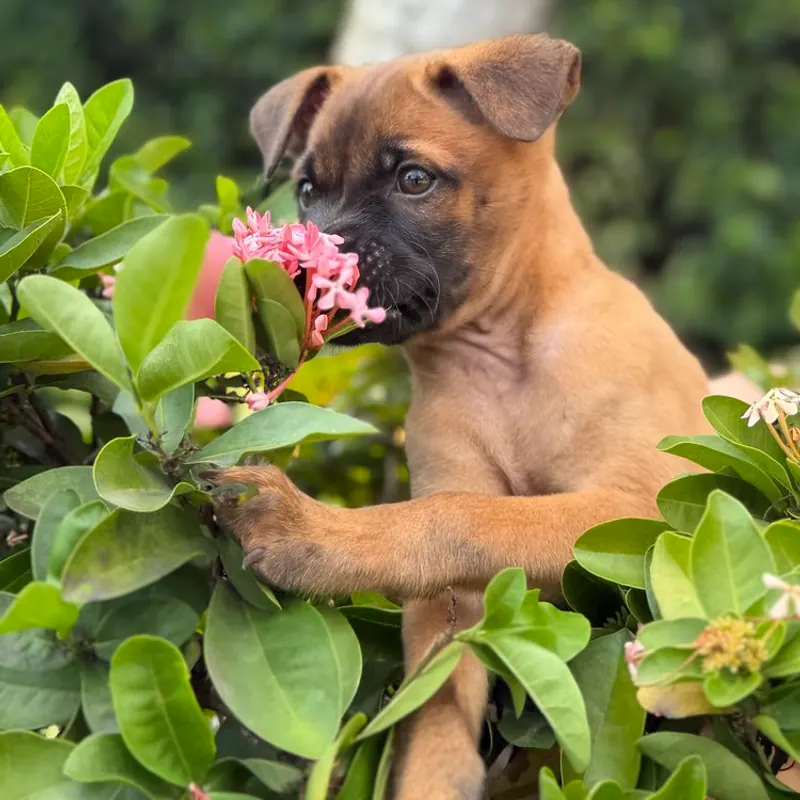 Rina peering over the top of a flowering bush