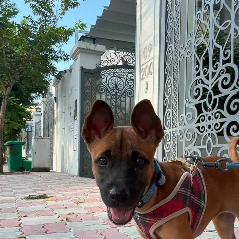 Rina in a red harness on a paved lane, tongue out, an ornate gate behind