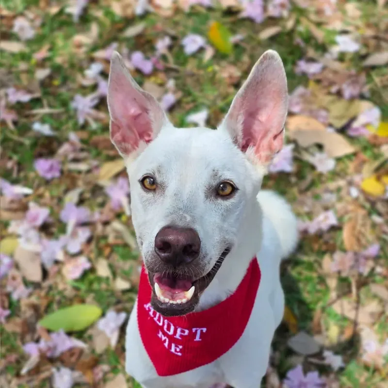 Salt, a white dog with pink upright ears, sitting on grass in a red 'adopt me' bandana