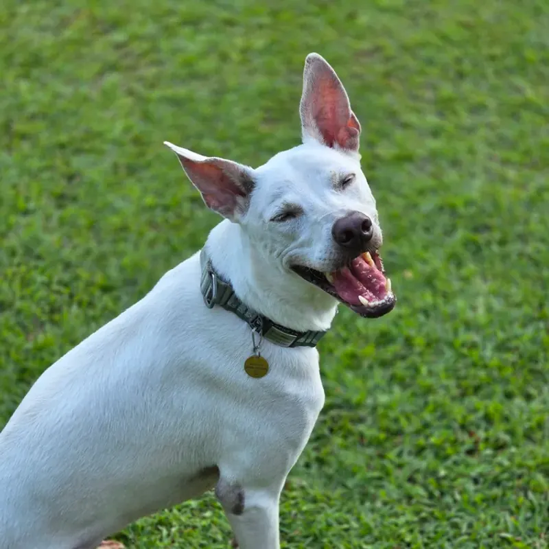 Salt sitting on grass in a park, looking over his shoulder with his mouth open