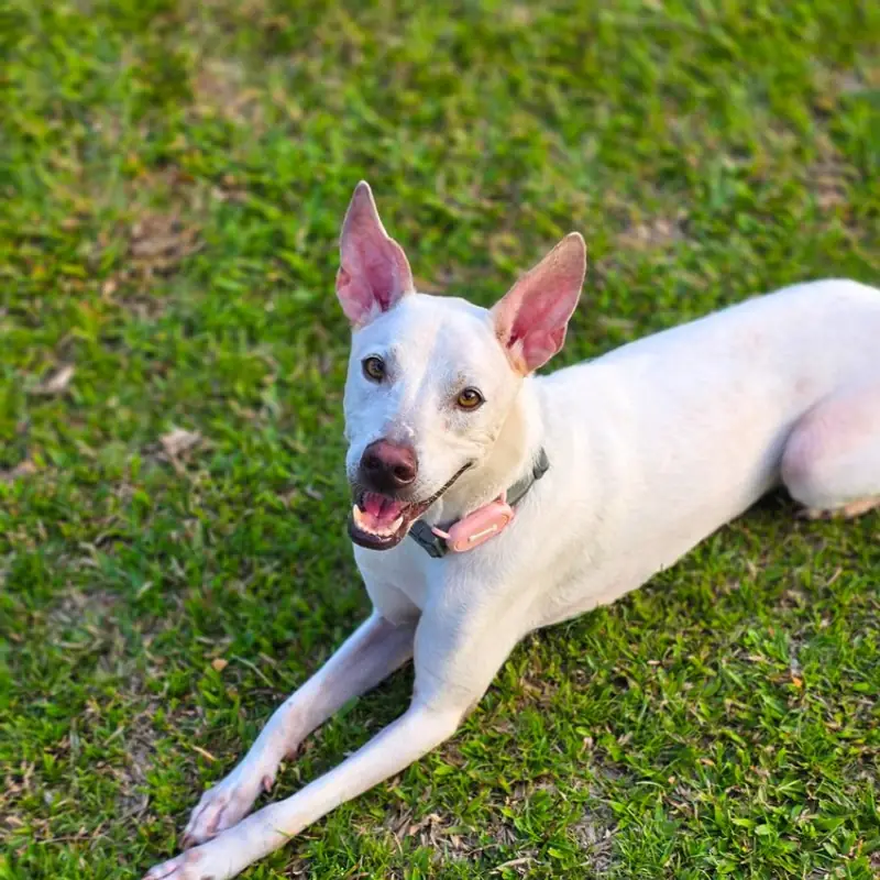 Salt lying on the grass in the evening light, ears up