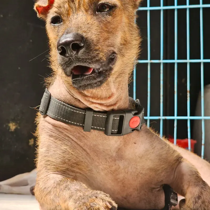 Sandy, a brindle dog with short fur and a grey collar, lying down and looking to the side