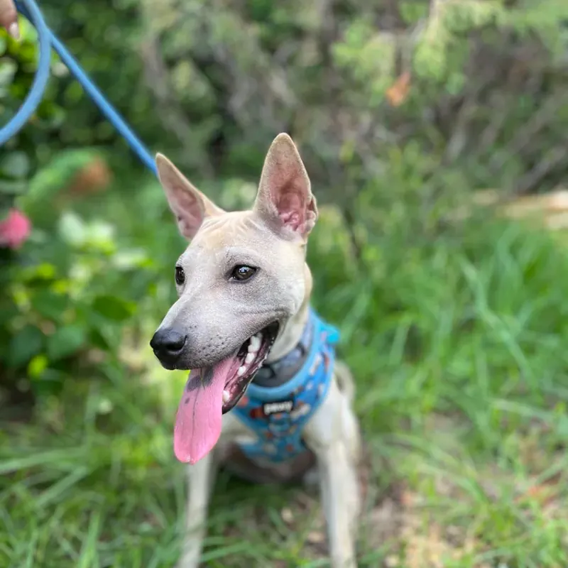 Tilly, a pale cream dog with big upright ears, sitting on grass in a blue harness with her tongue out
