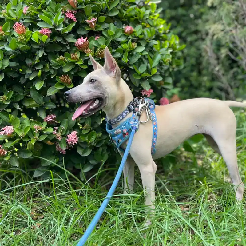 Tilly on a blue lead, standing on grass beside a bush of pink flowers