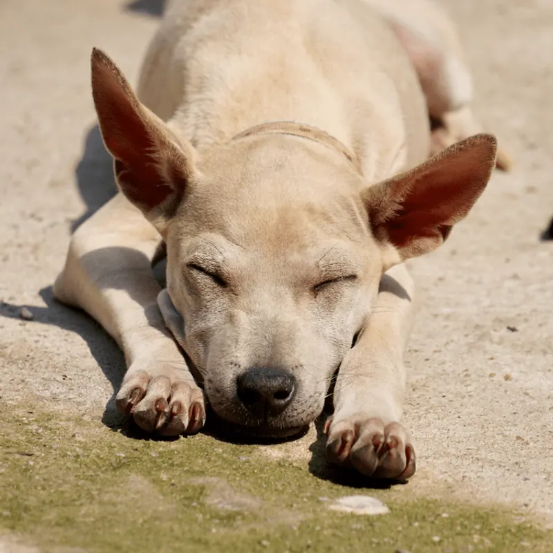 Tilly asleep on the warm ground, chin down, ears up