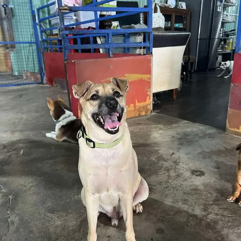 Frank sitting in the shelter yard in a green collar, looking at the camera