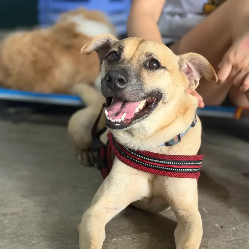 Frank lying flat on the concrete in a red harness, tongue out, front legs stretched forward