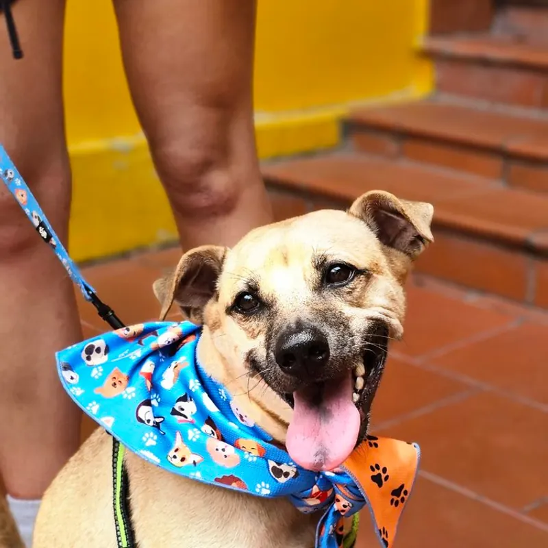 Frank in a blue paw-print bandana on red-tiled steps, tongue out