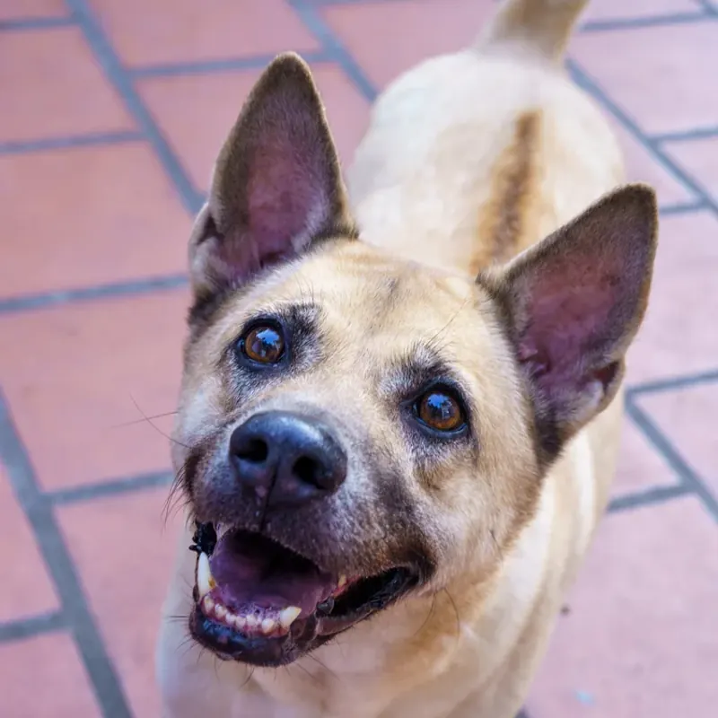 Vang, a tan dog with a dark muzzle and upright ears, looking up at the camera on a red-tiled floor